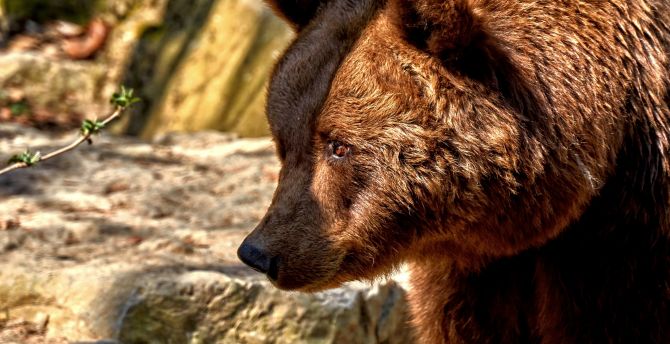 Bear, predator, furry animal, muzzle wallpaper