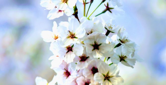 White, apple flowers, blossom, seasonal wallpaper