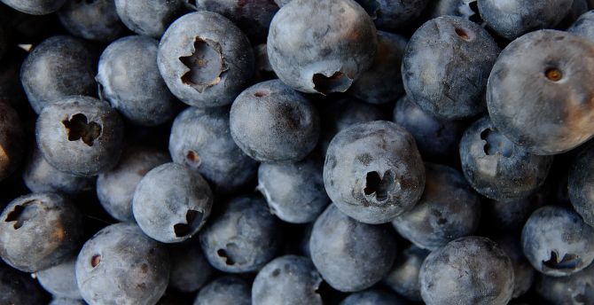 Blueberry, fresh, close up wallpaper