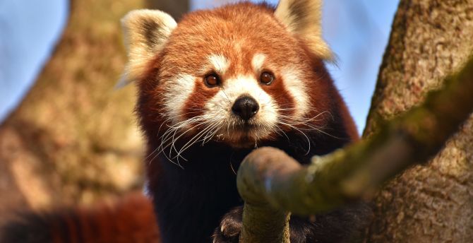 Red panda, animal, cute, muzzle wallpaper