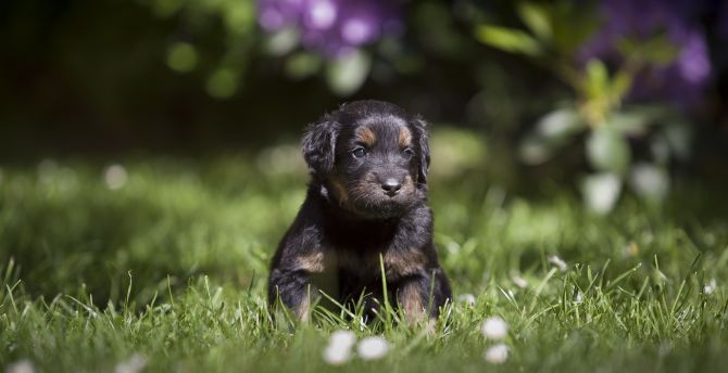 Cute, adorable puppy, dog, grass wallpaper