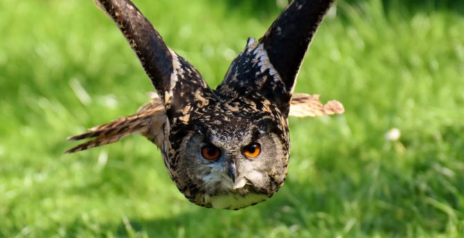 Owl, bird, predator, flight wallpaper