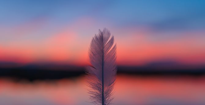 Feather, focus, blur, sunset wallpaper