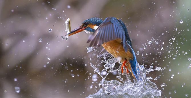 Kingfisher, bird, fishing, water splashes wallpaper