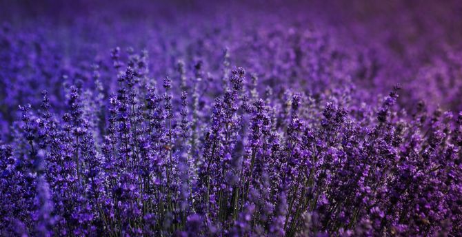 Blossom, lavender field, flowers wallpaper