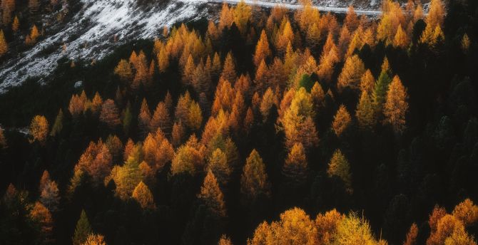 Autumn, outdoor, forest, tree, golden peak wallpaper