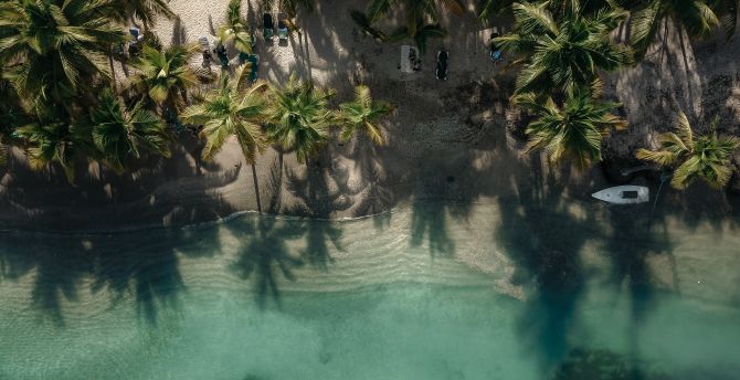 Exotic, beach, palm trees, drone view wallpaper