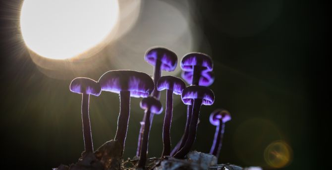 Mushrooms, purple glow, bloom wallpaper