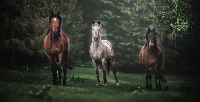 Horses, animals, herd, run, portrait wallpaper