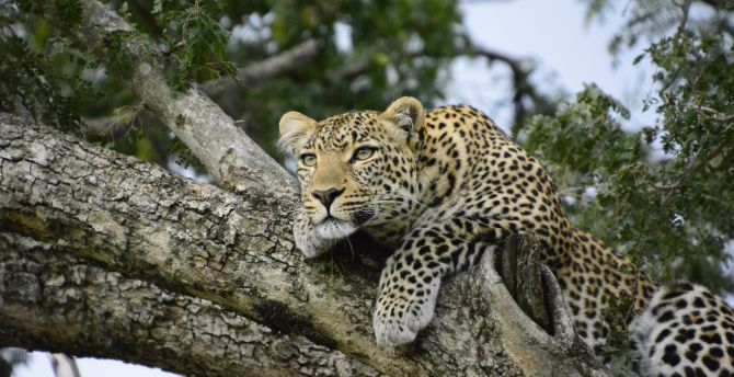 Relaxed, leopard on tree, predator wallpaper
