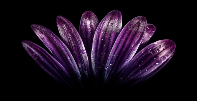 Petals, light dark purple, flower, close up, drops wallpaper