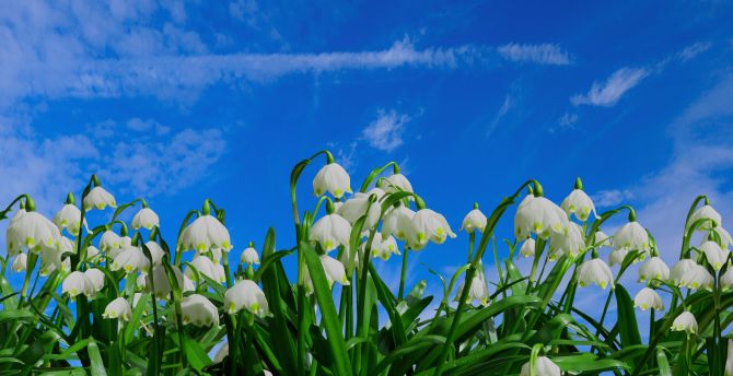 Bloom, blue sky, flowers, snowdrop, spring wallpaper