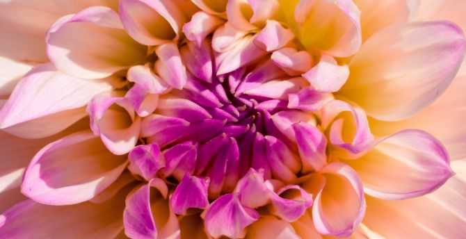 Light pink flower, close up wallpaper