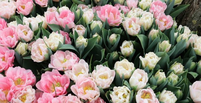 Tulips, fresh, white & pink flowers wallpaper