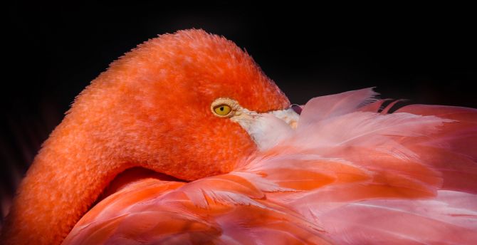 Feathers, pink bird, flamingo wallpaper