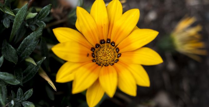 Marigold, flower, bloom wallpaper