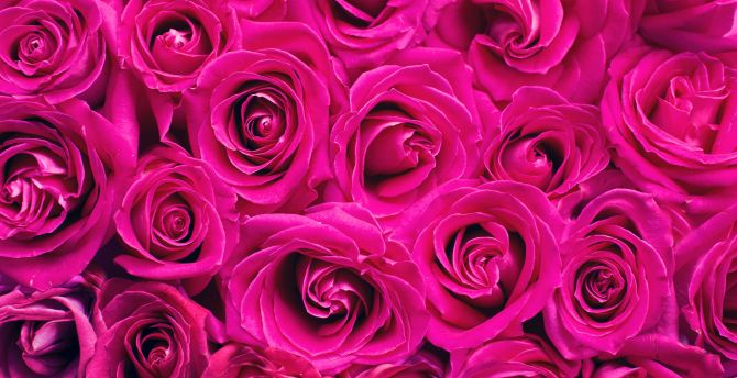 Pink roses, decorations, bouquet wallpaper