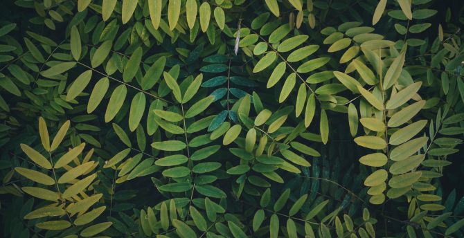 Leaves, green branches, bush wallpaper