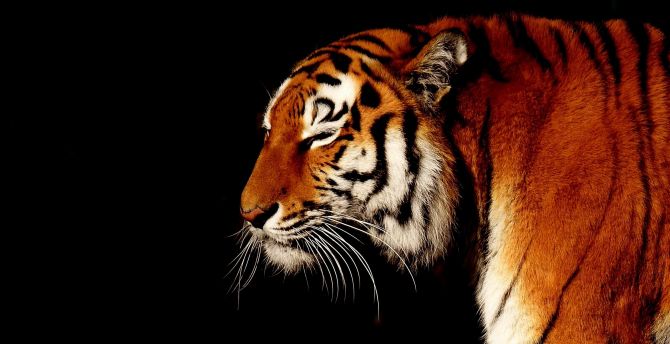 Calm, animal, predator, muzzle, tiger wallpaper
