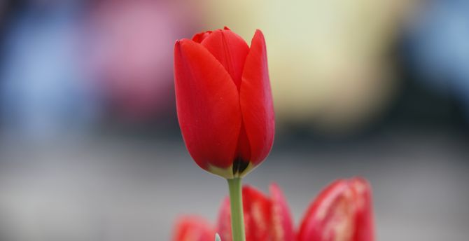 Red tulip, flowers, bud wallpaper
