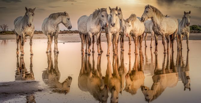 White horses at shore, reflections, animals wallpaper