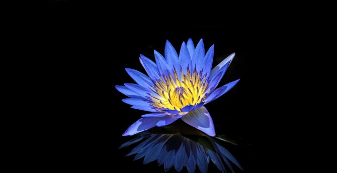 Blue, water lily, reflections, portrait wallpaper