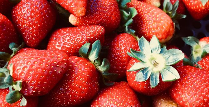 Red fruits, strawberries, fresh wallpaper