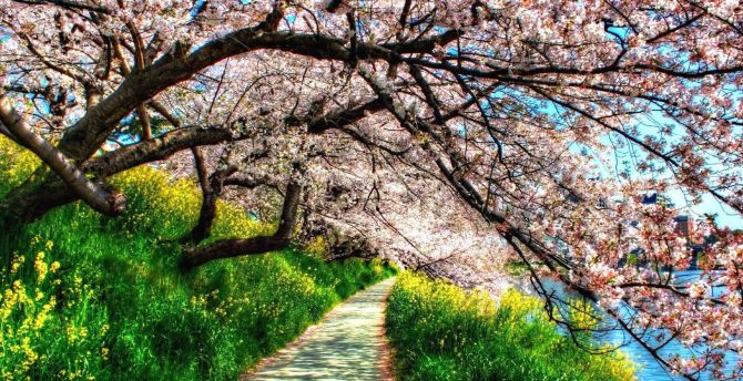 Garden, pathway, trees, blossom wallpaper