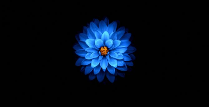 Blue flower, dark, amoled wallpaper
