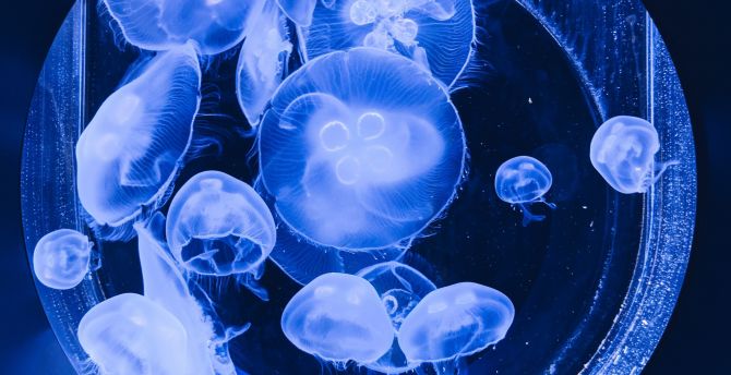 Fishes, glow, blue, jellyfishes wallpaper