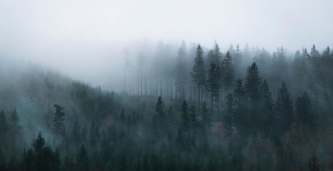 Mist, sunrise, forest wallpaper