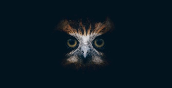 Muzzle, owl wallpaper