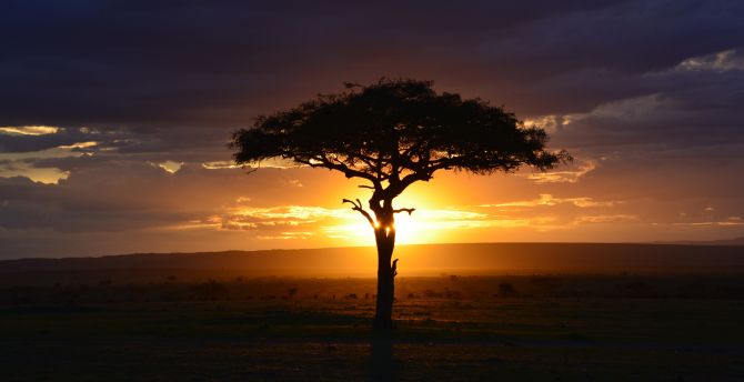 Tree, sunset, landscape, africa wallpaper