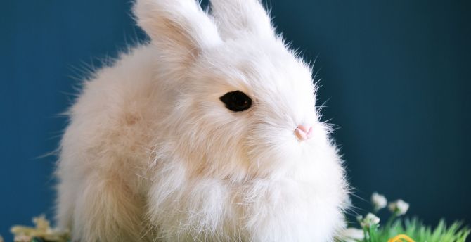 Cute, white bunny, animal, rabbit wallpaper