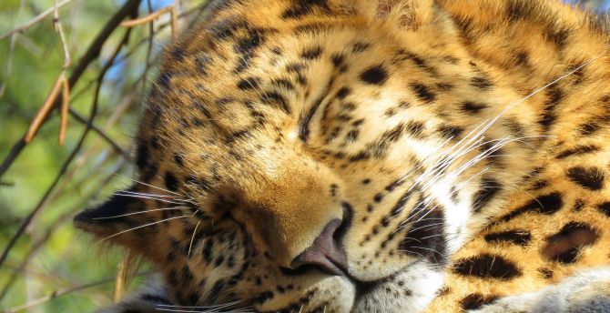 Sleep, leopard, predator, muzzle wallpaper