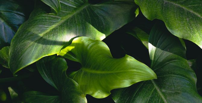 Big and green leaf, nature wallpaper