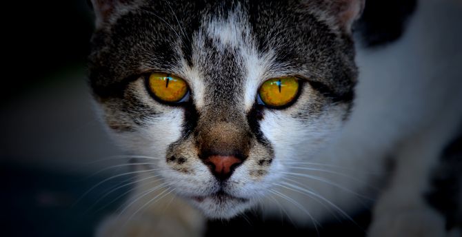 Yellow eyes, fur, muzzle, feline, cat wallpaper