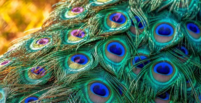 Plumage, feathers, bird, peacock wallpaper