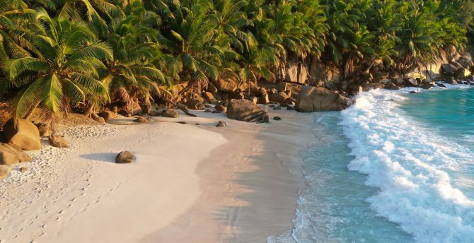 Shoreline, beach, ocean waves, palms wallpaper