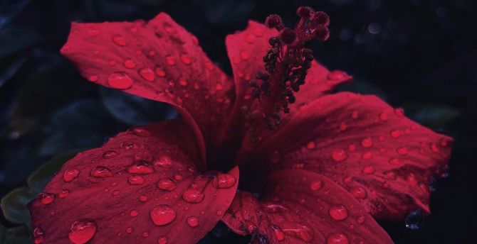 Hibiscus, flower, close up, water drops wallpaper