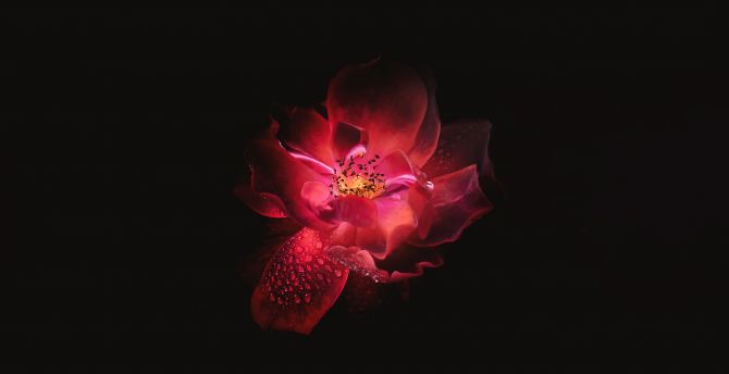 Red flower, digital art, portrait wallpaper