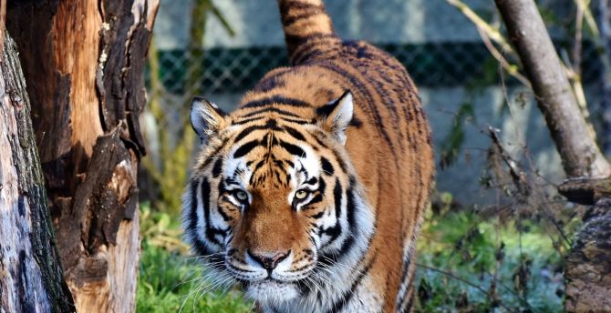 Tiger, predator, looking straight, zoo wallpaper
