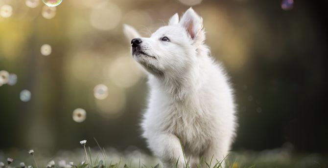 Cute white fluffy puppy, playing, animal wallpaper