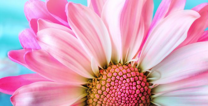 Close up, pink daisy, bloom wallpaper