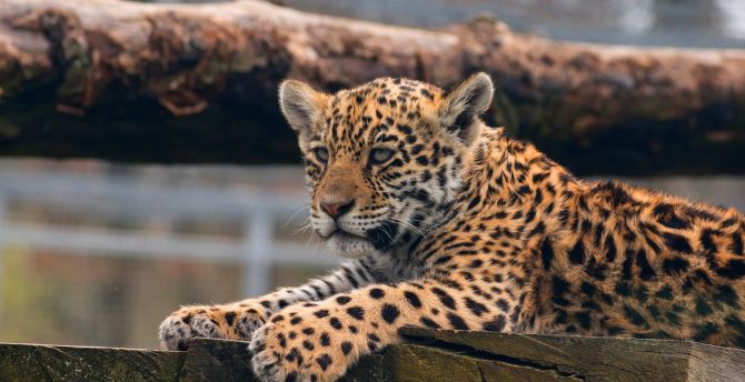 Leopard, cub, baby animal, predator wallpaper