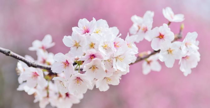 Cherry tree, flowers, blossom, pink wallpaper