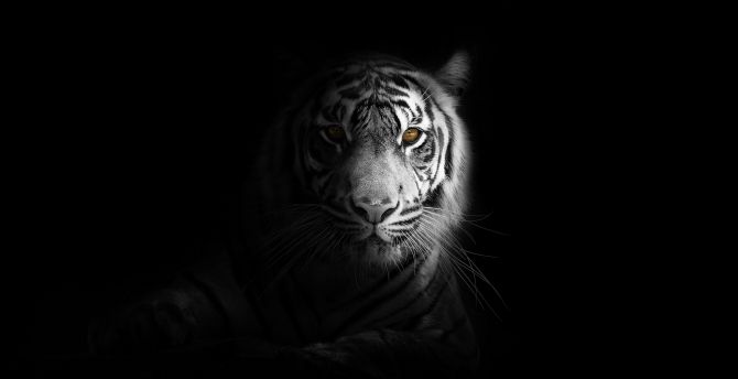 Wallpaper portrait, minimal, white tiger, dark desktop wallpaper, hd image,  picture, background, 4b3330 | wallpapersmug