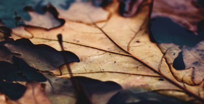 Close up, dry leaf, autumn wallpaper