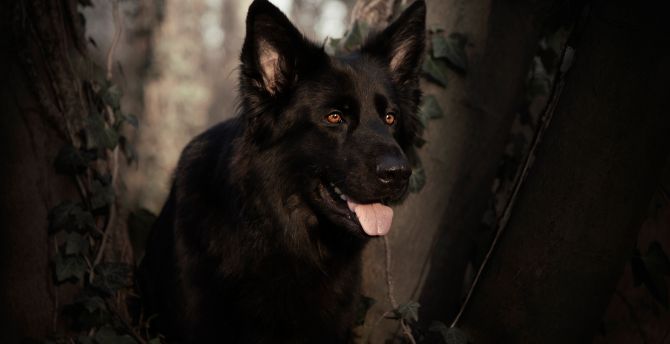 German shepherd, dog, pet animal, black wallpaper