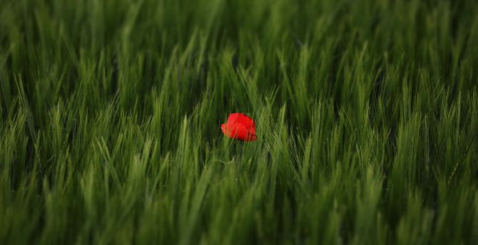 Red poppy, flower, grass lands, nature wallpaper
